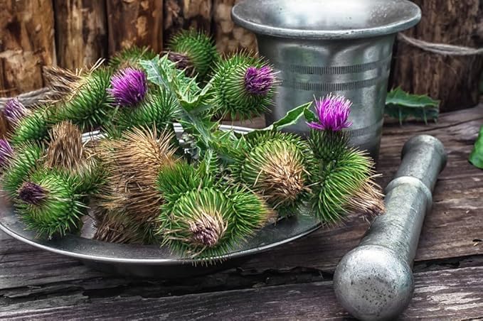 150+ Seeds Blessed Milk Thistle Medicinal - Herb Purple