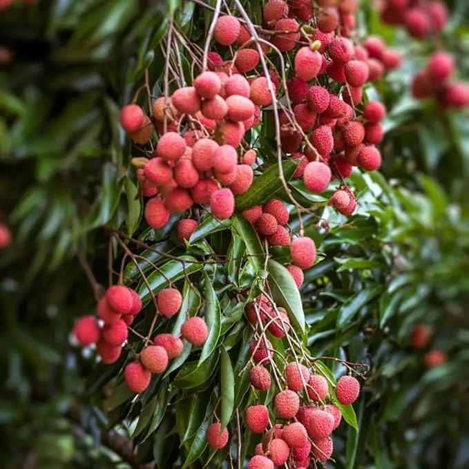 Dwarf Lychee Seeds for Planting Outdoor, 15+pcs Perennial Organic Litchi Tree Seed Non-GMO Heirloom Sweet Edible Fruit, Sweet Juicy Fruits Plants in Your Home Garden