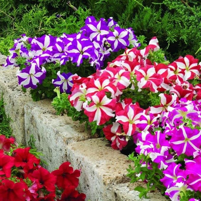 Seeds Petunia Starfall F1 Mix - Annual Flowers for Planting - GMO Free
