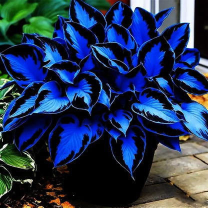 105+ Hosta Seeds Rainbow Mix for Planting,Rare Hosta Seeds Mixed Colors,Dual Use for Ground Cover & Pots, Create Cool Shaded Garden Outdoor