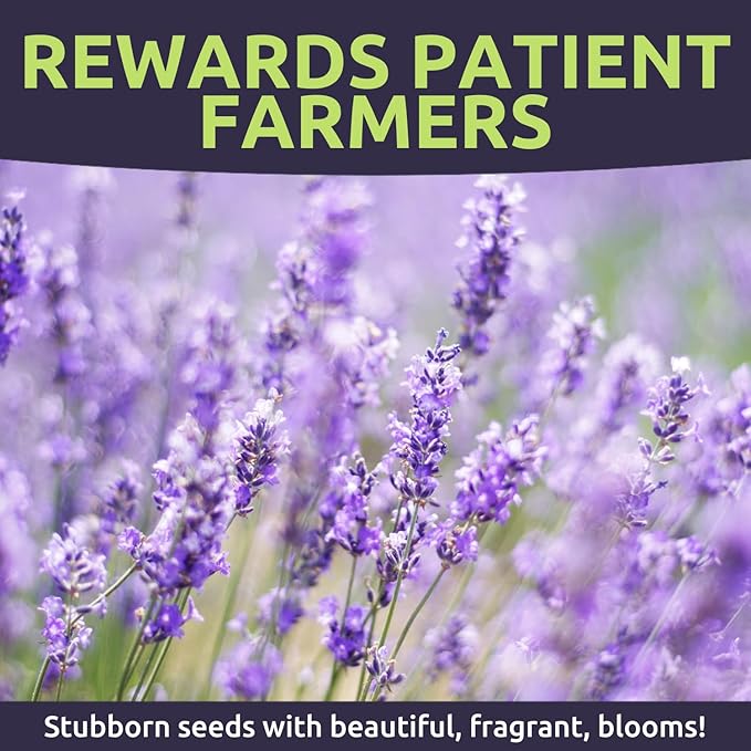 Lavender - Large 1/4 Ounce Packet - 7,000 Flower Seeds for Planting - Lavandula angustifolia