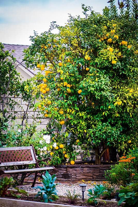 Gardenera's Premium Citron Tree Soil Mix - The Ideal Blend of Nutrients and Aeration for Growing Healthy and Productive Citrus Medica Trees - 5 Quart