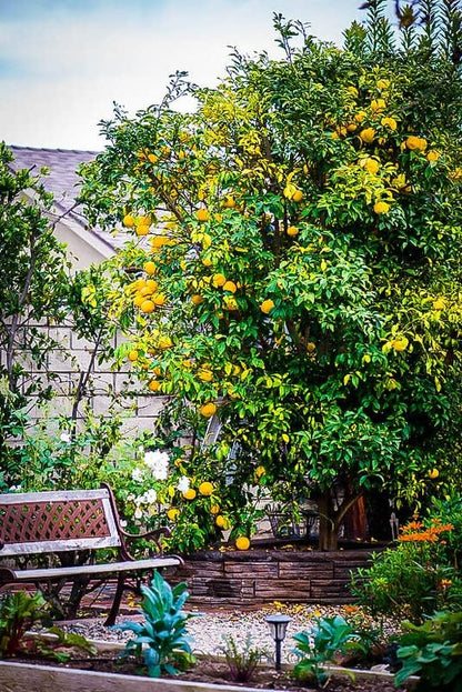 Gardenera's Citron Tree Soil Mix - The Perfect Blend of Quick-Draining Formula, Essential Nutrients for Healthy, Productive Citrus Medica Trees - [5 Quart Bag]