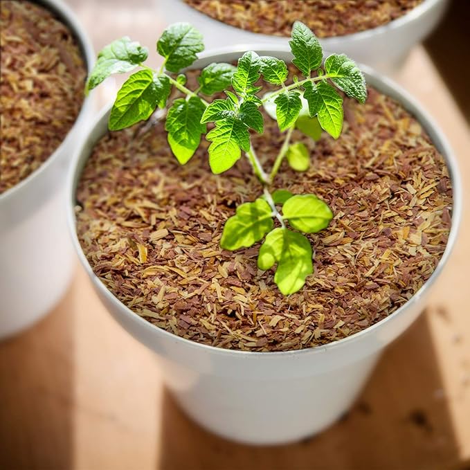 100% Natural Cedar Chips | Mulch | Great for Outdoors or Indoor Potted Plants | Dog Bedding | Pleasant Earthy Smell 2 Quarts