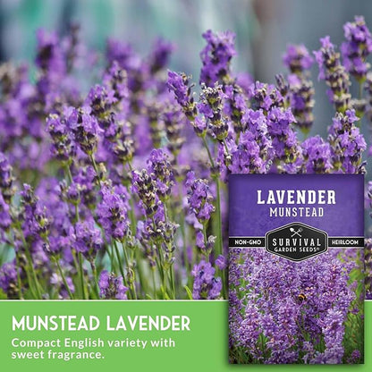 Munstead English Lavender Seeds for Planting – Compact Dwarf Hardy Perennial Herb for Indoor or Outdoor Gardens, Culinary & Fragrant Pollinator Flower - Survival Garden Seeds (5 Packs)