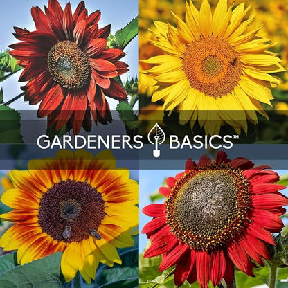 Gardeners Basics Sunflower Seeds for Planting Flowers - Velvet Queen, Skyscraper, Lemon Queen, Giant, Autumn Beauty, Chocolate Cherry, Dwarf Sunspot and Mammoth Bulk Outdoor Flower Garden, Pack of 8