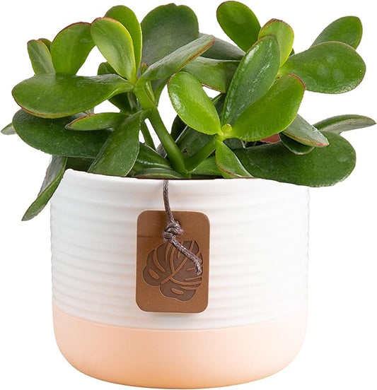Costa Farms Succulent Plant, Live Jade Plant, Potted in Cute Decor Plant Pot with Potting Soil Mix, Room and Plants Home Decor, Housewarming, Birthday Gift, 6-8 Inches Tall