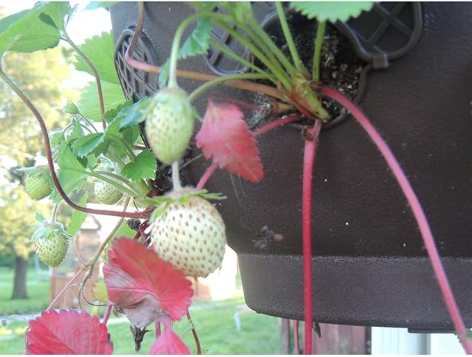 Ultimate Hanging Baskets - Strawberry, Tomato, Flower, and Herb Outdoor Planters - Use Garden Pots For Growing Plants Outside On A Deck, Fence, or Balcony (2, Mocha)
