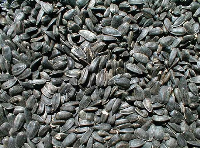 Ernst Grain & Livestock Black Oil Sunflower Seeds - Birdseed for Outside Feeders Wild Bird Food - Ideal Bird Seed for Cardinals, Woodpeckers and More - Non-GMO, 7lb