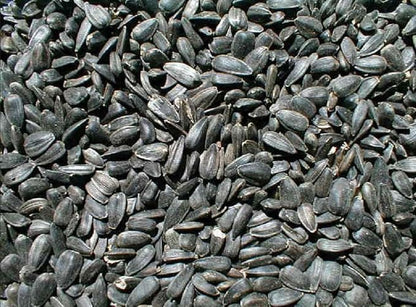 Ernst Grain & Livestock Black Oil Sunflower Seeds - Birdseed for Outside Feeders Wild Bird Food - Ideal Bird Seed for Cardinals, Woodpeckers and More - Non-GMO, 7lb