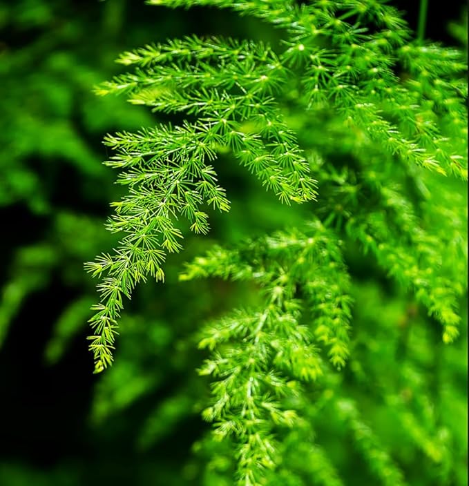 15-Pack Asparagus Plumosus Nanus Seeds – Heirloom Perennial Fern for Terrariums, Containers, Pots & Window Boxes