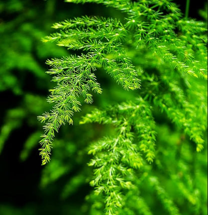 15-Pack Asparagus Plumosus Nanus Seeds – Heirloom Perennial Fern for Terrariums, Containers, Pots & Window Boxes