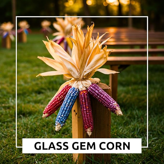 Glass Gem Indian Corn Seeds – 125+ Non-GMO Seeds – Vibrant Multi-Colored Translucent Kernels – Heirloom Variety – Ideal for Gardening, Decor & Crafts