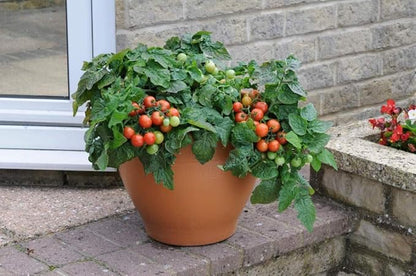 Seeds Red Dwarf Tomato Indoor Determinate Non GMO Heirloom
