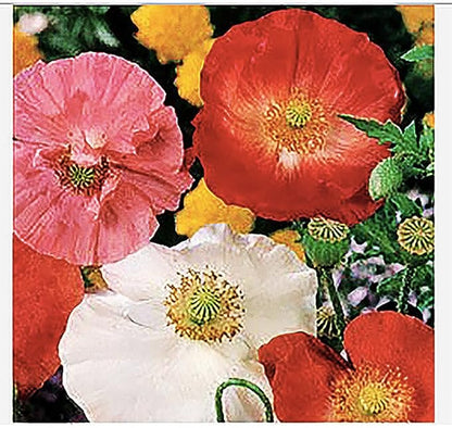 Mixed Corn Poppies - 50,000 Poppy Seeds Including Red Flanders Poppy Seed