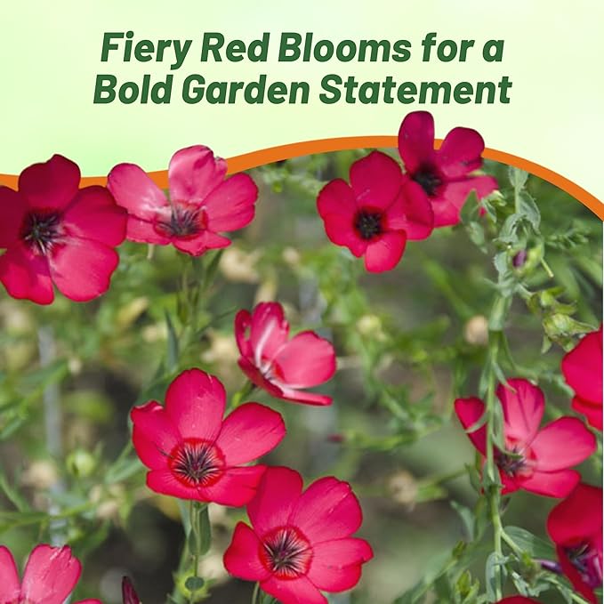 Outsidepride Scarlet Flax Seeds - 5 lbs Annual Flower Seeds for Planting, Self-Seeding, Drought-Tolerant w/Compact Growth, for Small Gardens, Meadows, Borders, or Mass Plantings