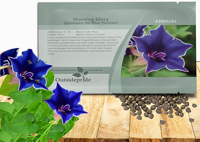 Outsidepride Blue Picotee Morning Glory Seeds - 50 Pcs. Annual, Climbing & Vining Flower Seeds for Planting Large Star-Shaped Blue Blooms, Ideal for Gardens, Trellises & Vertical Landscapes