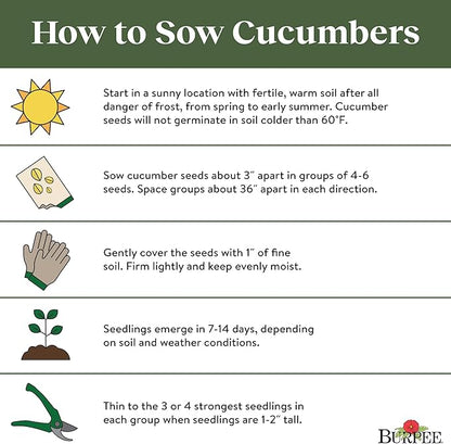Burpee 'Bush Champion' Slicing Cucumber Seeds, 60 Non-GMO seeds, Container Friendly, Burpee Exclusive