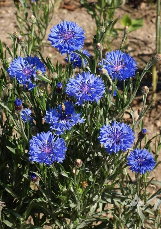 Dwarf Blue Cornflower (Bachelor's Buttons, Dwarf Blue Jubilee Gem) Seeds - Centaurea cyanus, Pack of 1000 Seeds by Seeds2Go