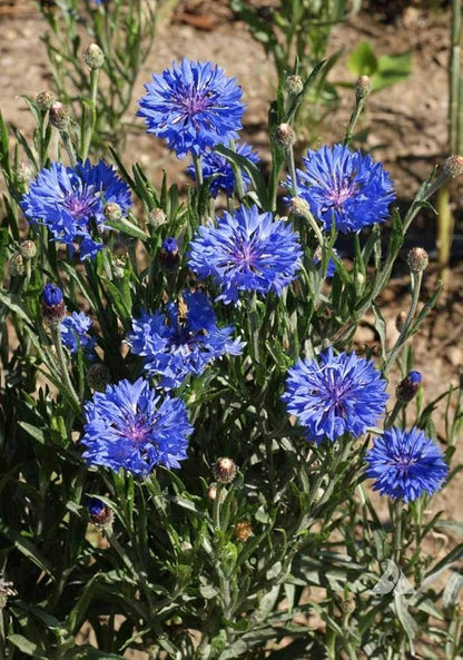 Dwarf Blue Cornflower (Bachelor's Buttons, Dwarf Blue Jubilee Gem) Seeds - Centaurea cyanus, Pack of 1000 Seeds by Seeds2Go