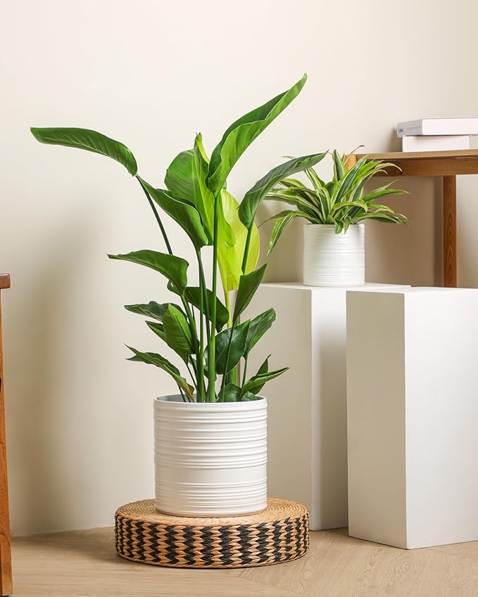 Ceramic Pots for Plants, 10+8+6 Inch White Planter with Drainage, Modern Striped Indoor/Outdoor Flower Pots for Succulents, Herbs, Home Office & Patio - Includes Mesh Pads & Saucer, Set of 3 ﻿