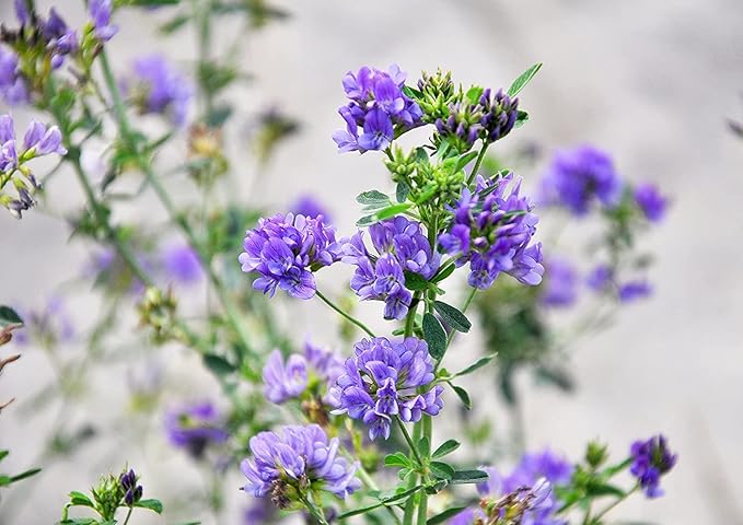 Food to Live Alfalfa Seeds for Sprouting, 8 Ounces – Edible Seeds, Pure, Vegan, Kosher, Bulk. Rich in Vitamin K & C. High Germitation Rate. Grow Sprouts, and Microgreens for Salad, Sandwiches, Rolls.