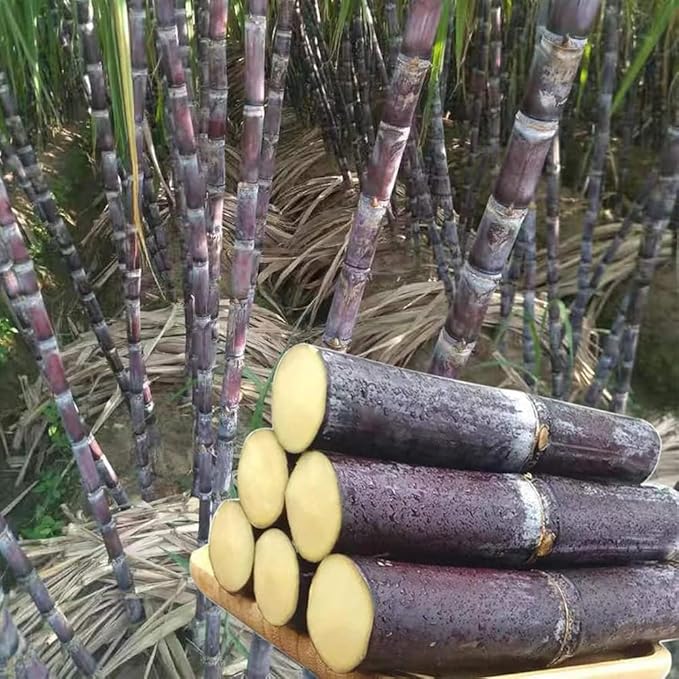 150+ Perennial Sugar Cane Seeds for Planting,Tropical Sugarcane Plant Seeds Non-GMO Heirloom Pollinated Variety for Outdoor Home