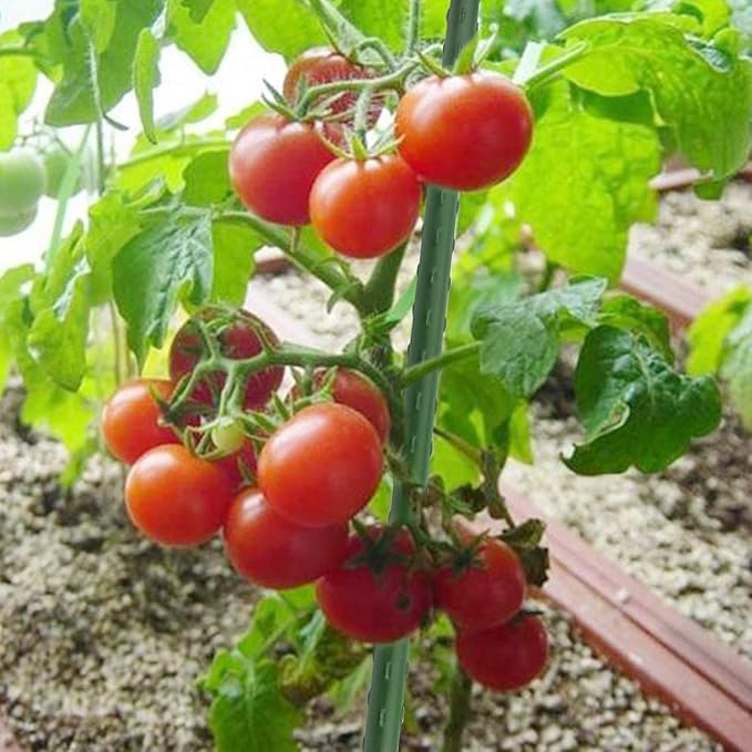 Sunnyglade 50PCS 48” Plant Stakes Garden Tomato Sticks Plant Stakes & Supports for Potted Plants