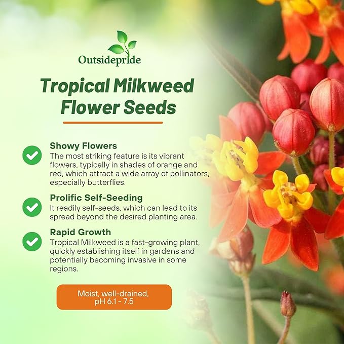 Outsidepride Tropical Milkweed Seeds - 1000 Pcs Perennial, Heat & Humid Tolerant, Pollinator-Friendly Wildflower Seeds, Ideal for Monarch Butterflies, Cut Flowers, Borders, or Meadows