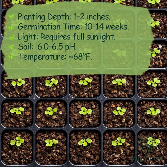 Peach Seeds for Planting – 3 Pcs Peach Tree Seeds for Home Garden, Fruit Tree Seeds for Backyard Orchard, Growing Instructions Included
