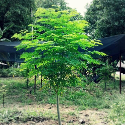 Indian Moringa Seeds High-Yield Drumstick Seeds for Home Garden, Terrace Gardening, Organic Vegetable Farming, Easy to Grow, Fast Germination, Suitable for Pots and Outdoor Planting (Pack of 15)