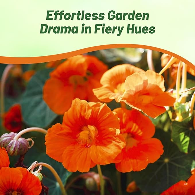 Outsidepride Orange Spitfire Nasturtium Seeds - 200 Pcs Annual, Easy to Grow & Versatile, Flower Seeds for Planting Vibrant Orange-Scarlet Blooms, Ideal for Gardens, Borders, and Pollinator Gardens