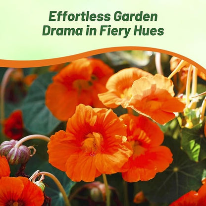 Outsidepride Orange Spitfire Nasturtium Seeds - 200 Pcs Annual, Easy to Grow & Versatile, Flower Seeds for Planting Vibrant Orange-Scarlet Blooms, Ideal for Gardens, Borders, and Pollinator Gardens