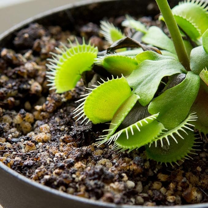 Perfect Plants Carnivorous Plant Soil | Organic Premium Mix | Use with Venus Fly Traps, Pitcher Plants, or Other Carnivorous Plants (4 qts.)