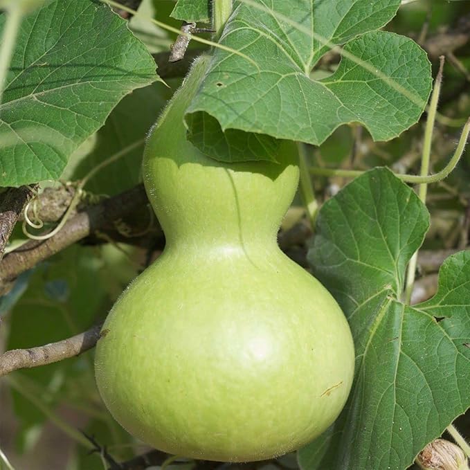 Seeds Bottle Gourd - Calabash - Lagenaria - Heirloom Vegetable - GMO Free