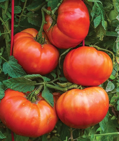 Burpee 'SteakHouse' Hybrid, Large Beefsteak Tomatoes, 25 Non-GMO Seeds