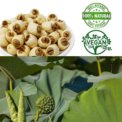 DOL Natural Dried Lotus Seeds Packed In USA 莲子干 16 Ounce, 100% Natural, Dried White Lotus Seeds Lian ZI, Rich In Methionine for Health, 白蓮子 for Herbal Tea Cooking Porridge and Soup Raw Material