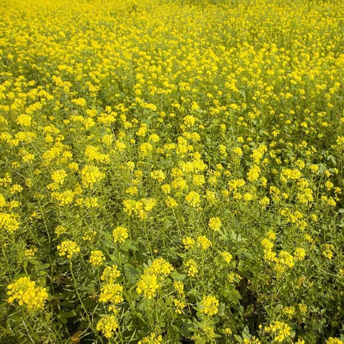 Outsidepride White Mustard Seeds for Planting - 50 lb Annual Cover Crop Seeds w/Deep Root System, High Protein Forage, Ideal for Soil Fertility, Crop Rotations, & Livestock Nutrition