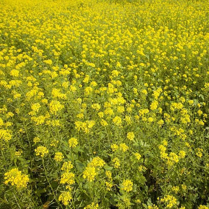 Outsidepride White Mustard Seeds for Planting - 5 lb Annual Cover Crop Seeds w/Deep Root System, High Protein Forage, Ideal for Soil Fertility, Crop Rotations, & Livestock Nutrition