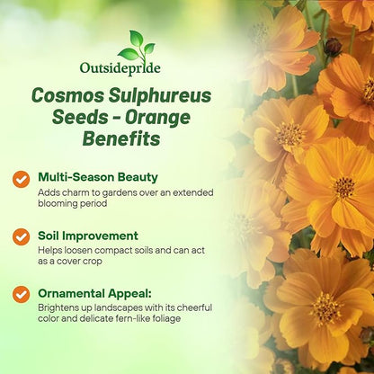 Outsidepride Orange Cosmos Sulphureus Seeds - 2000 Pcs Annual, Drought Tolerant & Pollinator Friendly, Flower Seeds for Planting w/Vibrant Double Blooms, Ideal for Landscaping & Xeriscaping
