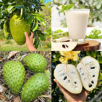 10+ Soursop Fruit Seed for Planting-Non-GMO Heirloom Plant Seeds Garden Outdoor