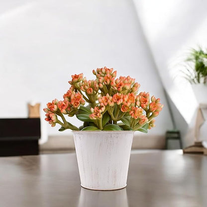 Hosley Set of 2 White Bucket/Pots with PVC Liner, 6.5" Dia x 6" H Ideal Gift for Floral Arrangements Wedding Home Office Party DIY Indoor Outdoor Garden Patio