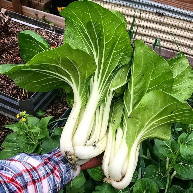 Seeds Chinese Cabbage Bok Choy - Heirloom Vegetable - GMO Free