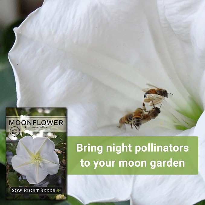 Sow Right Seeds - Moonflower (Ipomoea alba) Flower Seeds for Planting - Non-GMO Heirloom Flowers to Grow in Your Home Garden - Vining Plant for Beautiful Evening Blooms - Wonderful Gift (3)