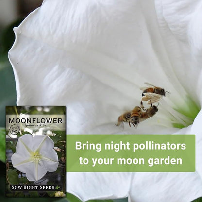 Sow Right Seeds - Moonflower (Ipomoea alba) Flower Seeds for Planting - Non-GMO Heirloom Flowers to Grow in Your Home Garden - Vining Plant for Beautiful Evening Blooms - Wonderful Gift (2)