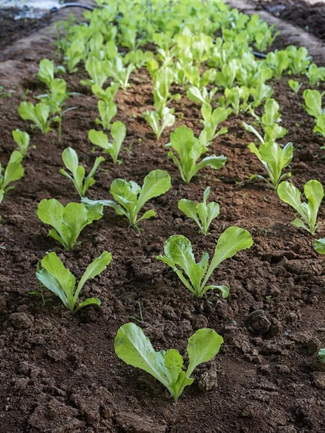 1000PCS Bibb Butterhead Lettuce Seeds Non-GMO Heirloom-Vegetable Lettuce Seeds