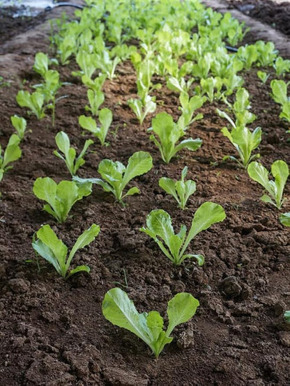 1000PCS Bibb Butterhead Lettuce Seeds Non-GMO Heirloom-Vegetable Lettuce Seeds