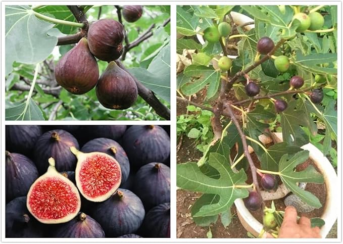 200PCS Fig Tree Seeds Sweet Fruit Shrub Bonsai Fresh Fruit Seeds