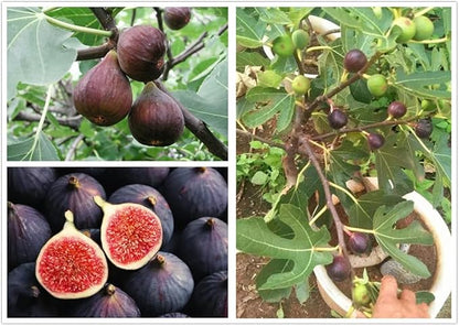 200PCS Fig Tree Seeds Sweet Fruit Shrub Bonsai Fresh Fruit Seeds