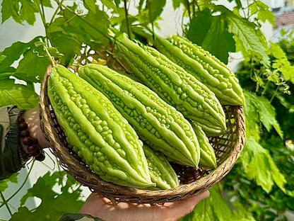 25 Organic Bitter Melon Seeds for Planting – Non-GMO Bitter Gourd – Khổ Qua Mỡ Trái Dài – Heirloom Ampalaya Seeds – Vegetable for Yard, Garden & Patio Planters